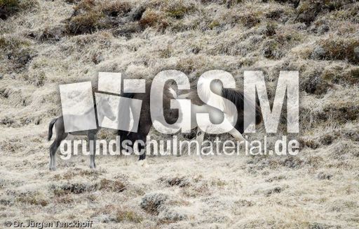 Islandpferde (11 von 50).jpg